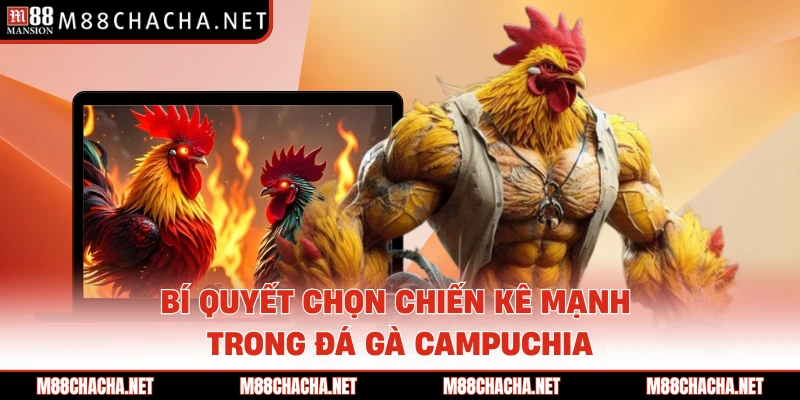 Bí quyết chọn chiến kê mạnh trong đá gà Campuchia
