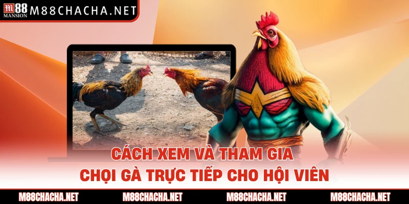 Cách xem và tham gia chọi gà trực tiếp cho hội viên