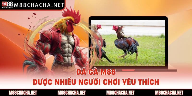 Đá gà M88 được nhiều người chơi yêu thích 