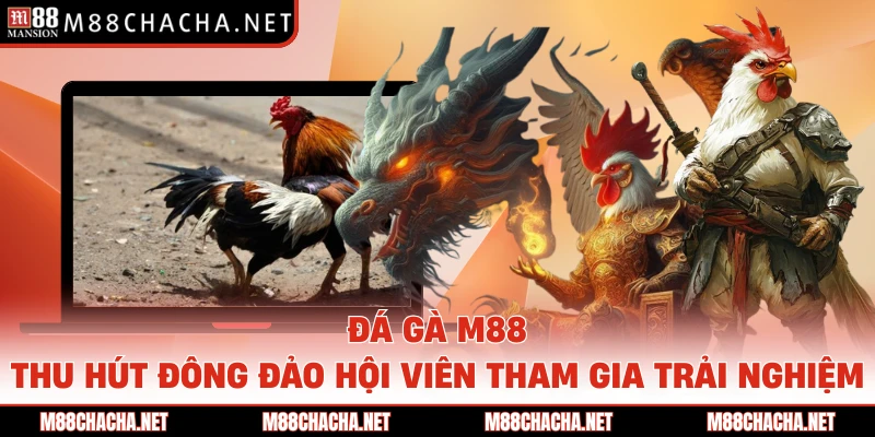 Đá gà M88 thu hút đông đảo hội viên tham gia trải nghiệm 