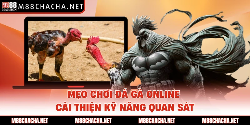 Mẹo chơi đá gà online cải thiện kỹ năng quan sát