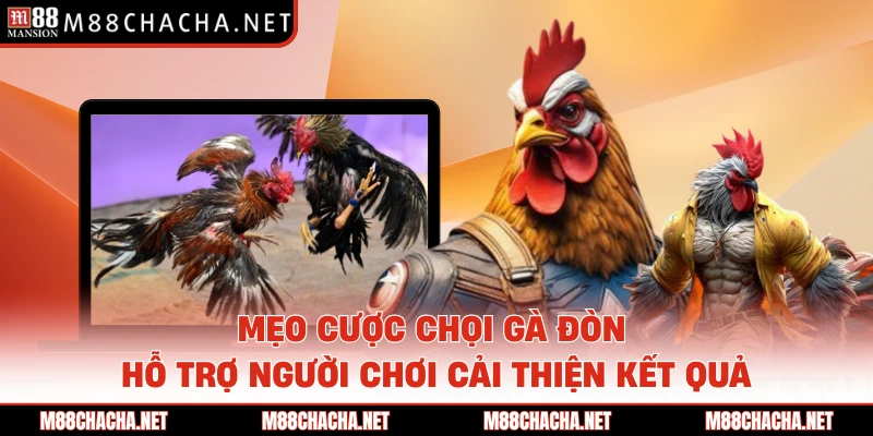 Mẹo cược chọi gà đòn hỗ trợ người chơi cải thiện kết quả