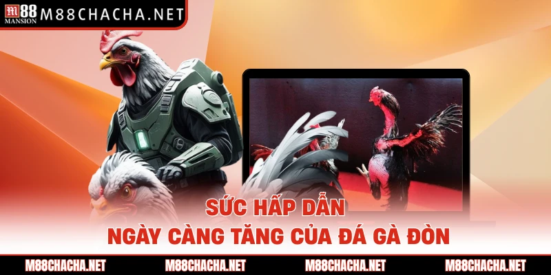 Sức hấp dẫn ngày càng tăng của đá gà đòn 