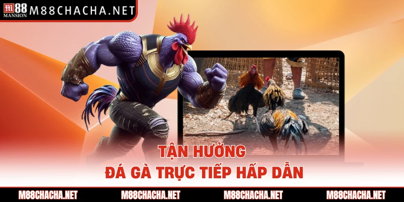 Tận hưởng đá gà trực tiếp hấp dẫn