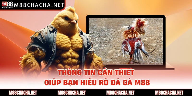 Thông tin cần thiết giúp bạn hiểu rõ đá gà M88